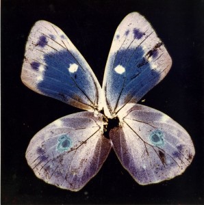 nino-migliori