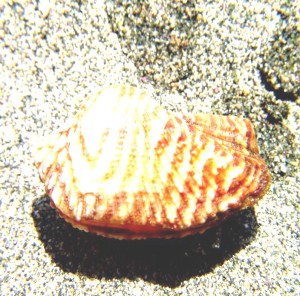 arca