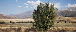 tien-shan
